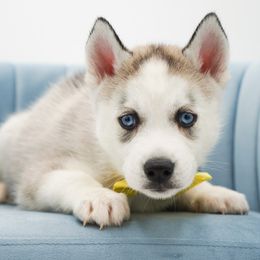 Ryder - Gray and white male Siberian Husky puppy in Elmwood Park, Illinois from HuskiesAndGoldensWithFinesse