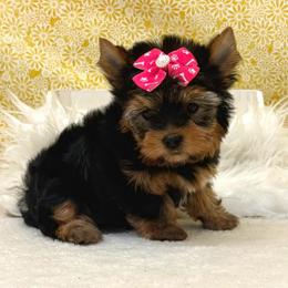 Darla SMALL - Blue and gold female Yorkshire Terrier puppy in Monticello, Iowa from Ashley’s Puppies