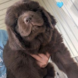 Brown Newfoundland Female Lt.Blue Collar - Brown female Newfoundland puppy in Burfordville, Missouri from Umfleet Farms