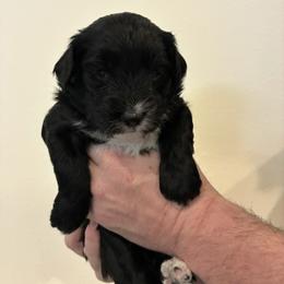 Cupcake - Black phantom female Aussiedoodle puppy in Elk, Washington from James Ruby Farms