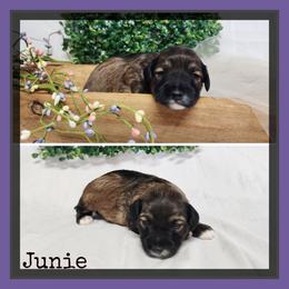 Junie - Sable female Schnoodle puppy in Lebanon, Missouri from Cedar Glades Canines