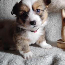 Fluffy Pink collar - White and fawn female Pembroke Welsh Corgi puppy in Yelm, Washington from Tolbolton Creek Corgis