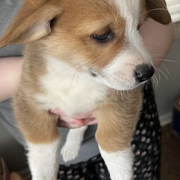 American Corgi and Pembroke Welsh Corgi Puppies from Emma’s Corgi’s