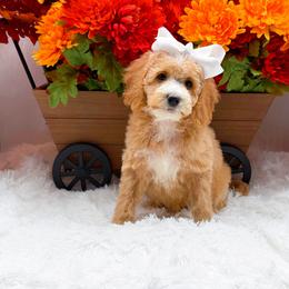 Hannah - Apricot female Goldendoodle puppy in Statesville, North Carolina from Doodle Babies