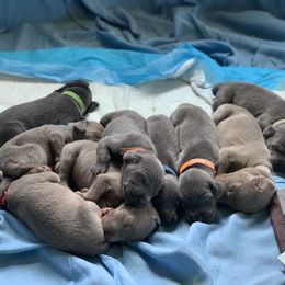 Weimaraner Puppies from Jennifer Anne's Weimaraners