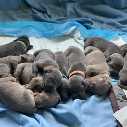 Weimaraner Puppies from Jennifer Anne's Weimaraners