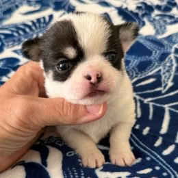 Chip - Black and white male Chihuahua puppy in Spring Hill, Florida from Stardom Chihuahuas & CKCS