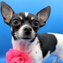 Leia - Chihuahua