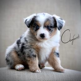 Cholula - Blue merle female Miniature Australian Shepherd puppy in Prague, Oklahoma from Clay Creek Aussies