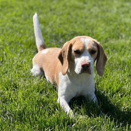 Donut - Beagle