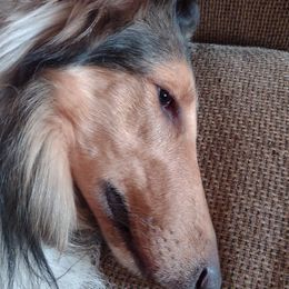 Zeb - Collie