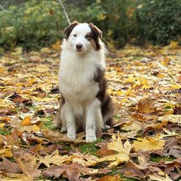 Australian Shepherd puppies from Zoolo Kennels