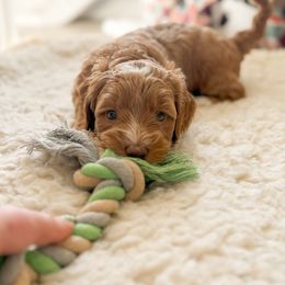 Goldendoodle Puppies from Summer Sun Doodles