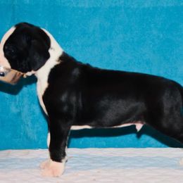 Great Dane Puppies from YK Great Danes