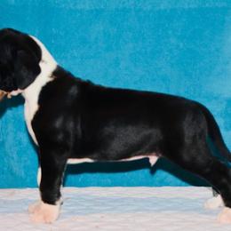 Great Dane Puppies from YK Great Danes