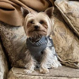 Todd - Yorkshire Terrier