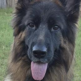 German Shepherds from H&R Shepherds