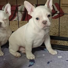 Moony - Cream male French Bulldog puppy in Elberta, Alabama from Old Orchard Farm