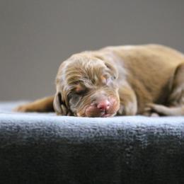 Rhaenyra - 5350 - Red and rust female Doberman Pinscher puppy in Rockwall, Texas from Elitehaus