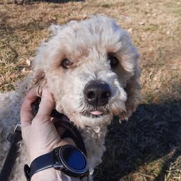 Ginger - Poodle