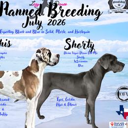 Great Dane puppies from Lazy A Danes