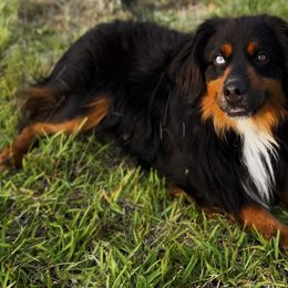 Hunk - Miniature Australian Shepherd