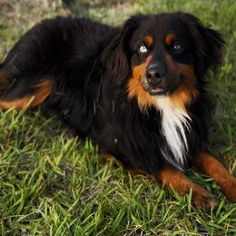 Hunk - Miniature Australian Shepherd