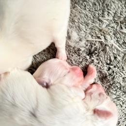 Milo - White male Maltese puppy in Coats, North Carolina from Angie's Puppies