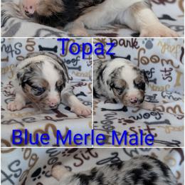 Topaz - Blue merle male Australian Shepherd puppy in Squaw Valley, California from A&M Australian Shepherds