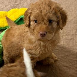 Mocha (girl, Purple collar) - Red  female Goldendoodle puppy in Guntersville, Alabama from Carefree Goldendoodles