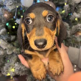 Jack - Gray (blue) and tan male Dachshund puppy in Mountain Grove, Missouri from Happy Hounds and More🐾