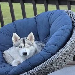 Calli - Siberian Husky