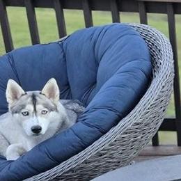 Calli - Siberian Husky