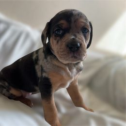 Catahoula Leopard Dog Puppies from Cottonwood Creek Catahoula’s