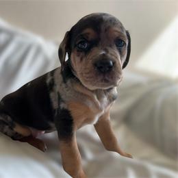 Catahoula Leopard Dog Puppies from Cottonwood Creek Catahoula’s