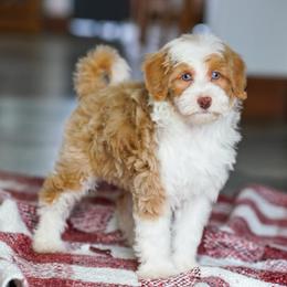 Dakota (socialization program student) - Yellow and white female Bernedoodle puppy in Dundee, Ohio from Down Home Doodle