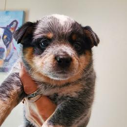 Full masked  Blue - Blue mottled female Australian Cattle Dog puppy in Lenoir, North Carolina from Blue Coyote Ranch