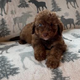 Cocoa - Red female Aussiedoodle puppy in Ellenburg Center, New York from Kristin's Puppies