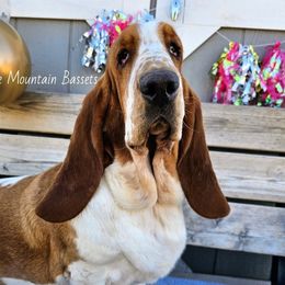 Jewel - Basset Hound