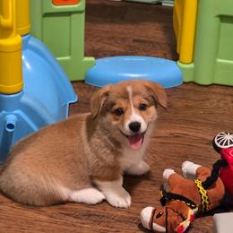 Roxy - Sable female Pembroke Welsh Corgi puppy in Charleston, Arkansas from Hilltop Corgis