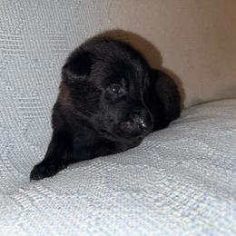 Orange Collar - Mahogany male Belgian Malinois puppy in Trenton, Georgia from Laeknir K9