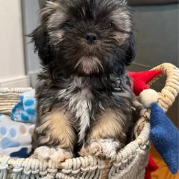 Rocket - Brown and white male Shichon puppy in Newington, Connecticut from Burton Creek Puppies