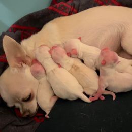"Angel’s first litter" Chihuahua Puppies from Sasha’s Elite Kennel LLC