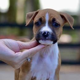 Girl 2 - Red female American Staffordshire Terrier puppy in St. Augustine, Florida from LBK & Ancient City