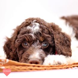 Miss Yellow - Liver white and tan female English Springer Spaniel puppy in Kendall, New York from Family Raised Doodles