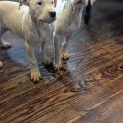 Dogo Argentino Puppies from De la Fuerza de Dios