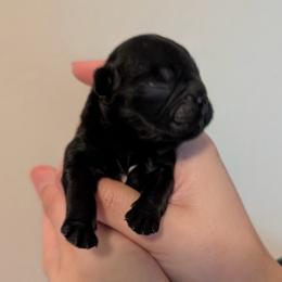 Elvira AKA Elvi - Black female French Bulldog puppy in Porter, Texas from Whatabulldog