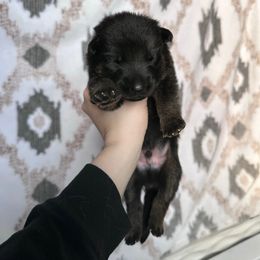 Giblet - Black and red male German Shepherd puppy in New Cambria, Missouri from Des Hausraben Shepherds