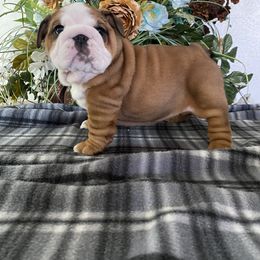 Bulldog Puppies from High Mountain Family Bulldogs