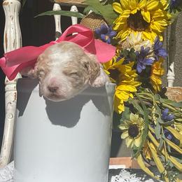 Dolly - Parti female Labradoodle puppy in St George, Utah from Terra's Swann's Kennels